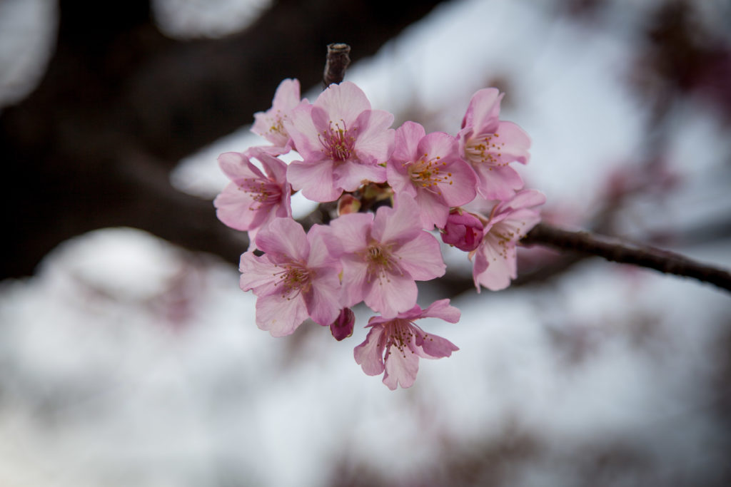 kawazuzakura cherry blossom trees
