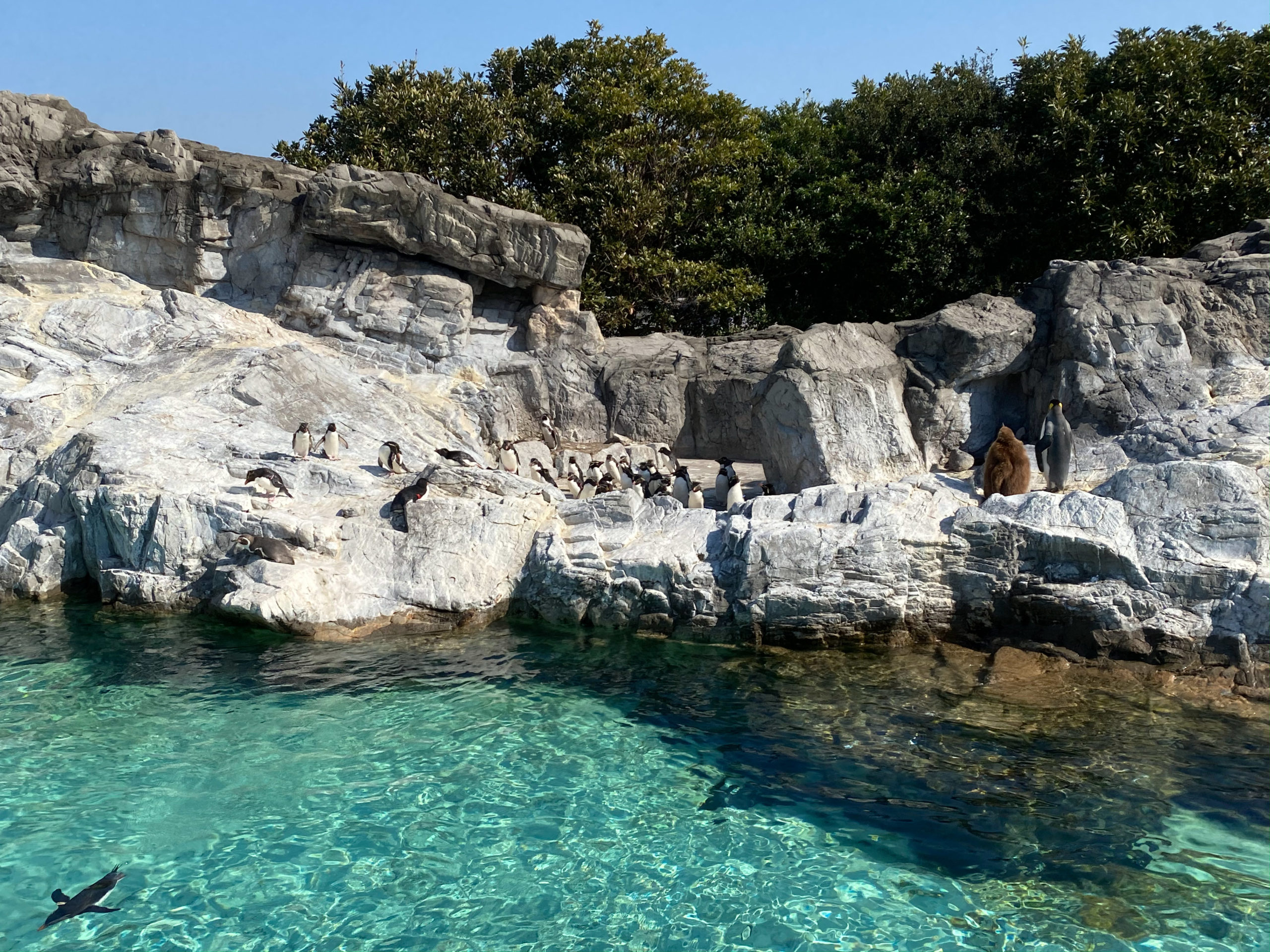 Outdoor tank at Tokyo Sea Life Park 