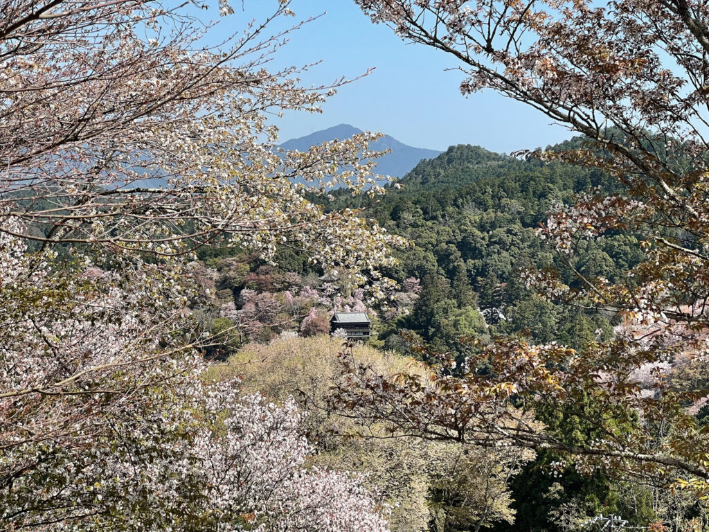 Mount Yoshino Cherry Blossoms Japan Nara