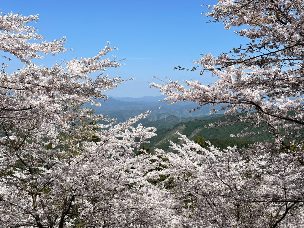 mount yoshino sakura cherry blossoms japan nara