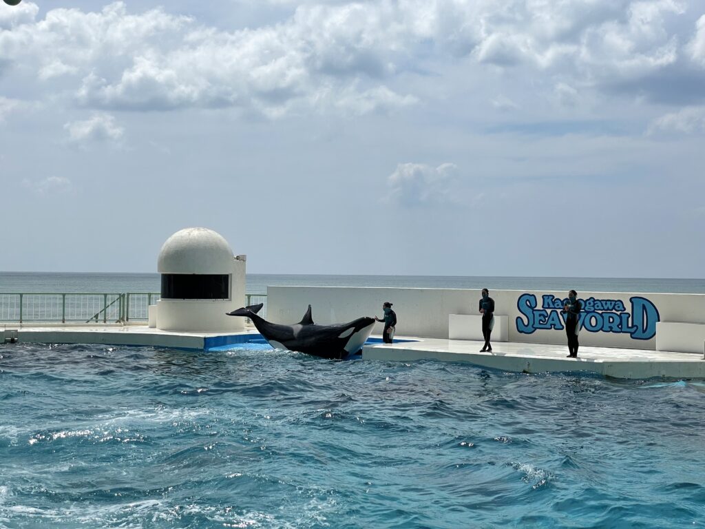 Kamogawa Seaworld with Kids in Japan