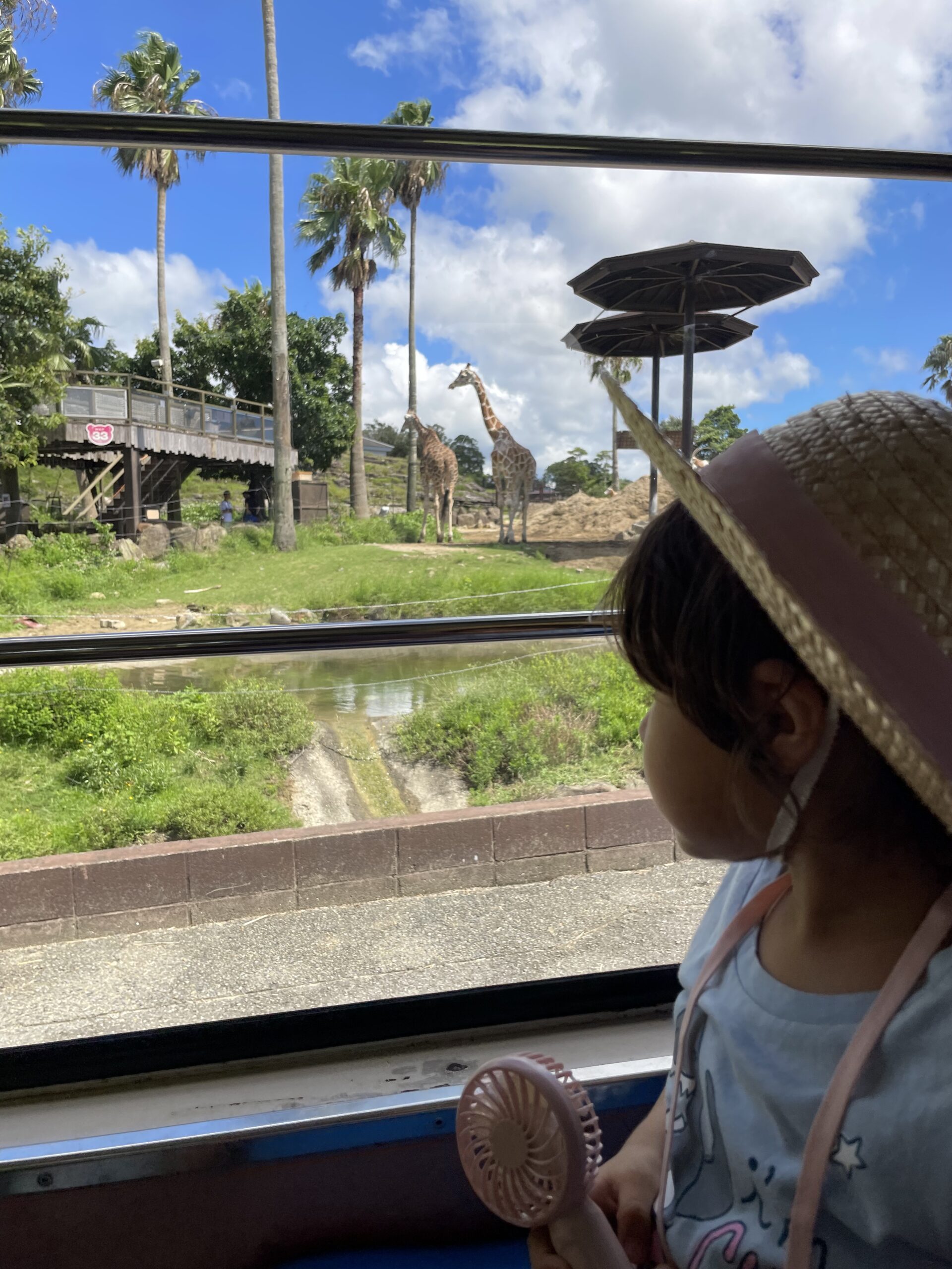 Looking at giraffes at Safari World in Adventure World