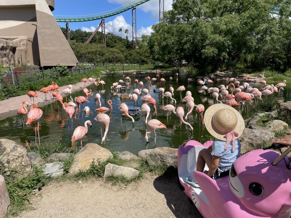 Flamingos at Adventure World in Wakayama
