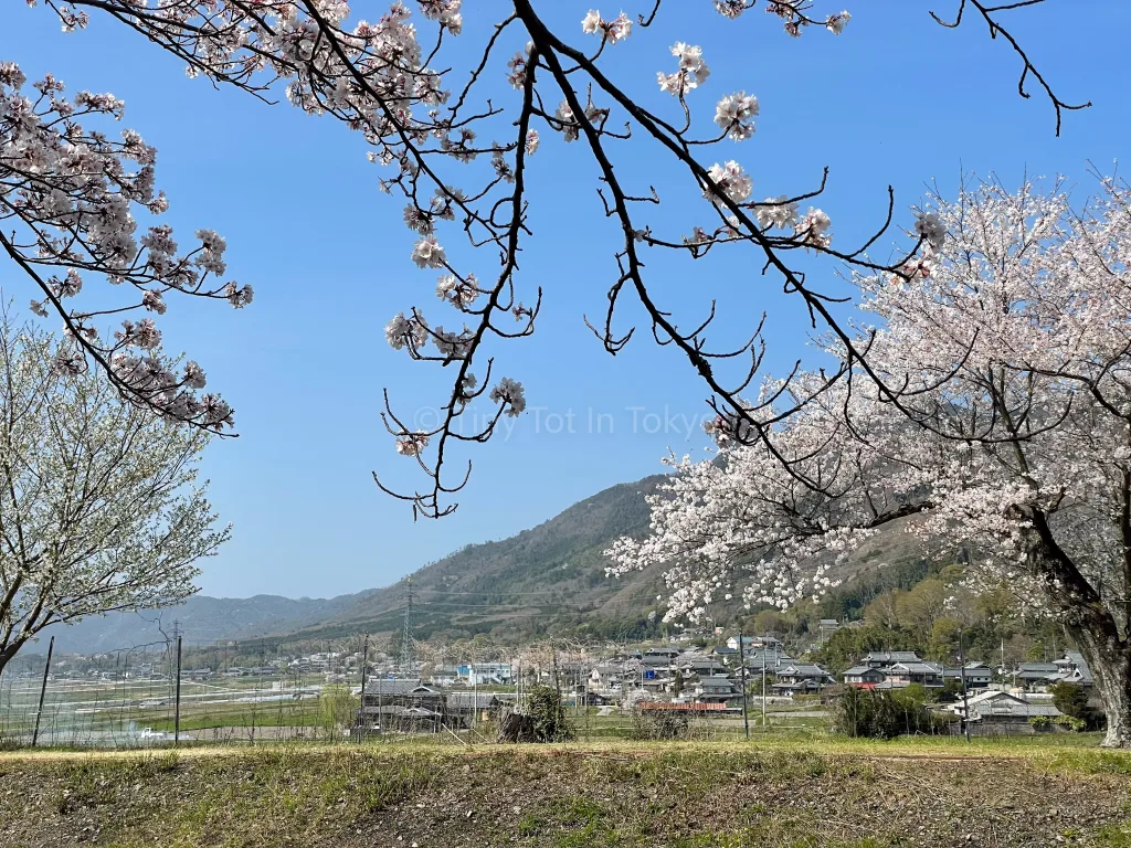 Kameoka cherry blossoms 