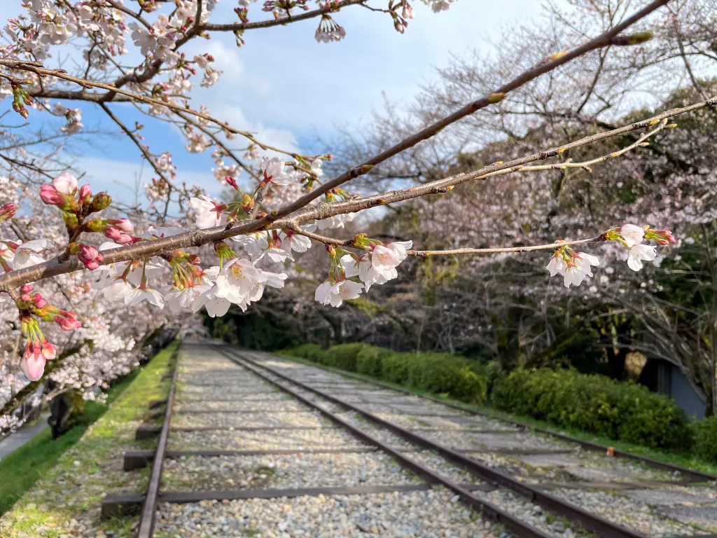 Cherry blossoms at Keage Incline in Kyoto Japan