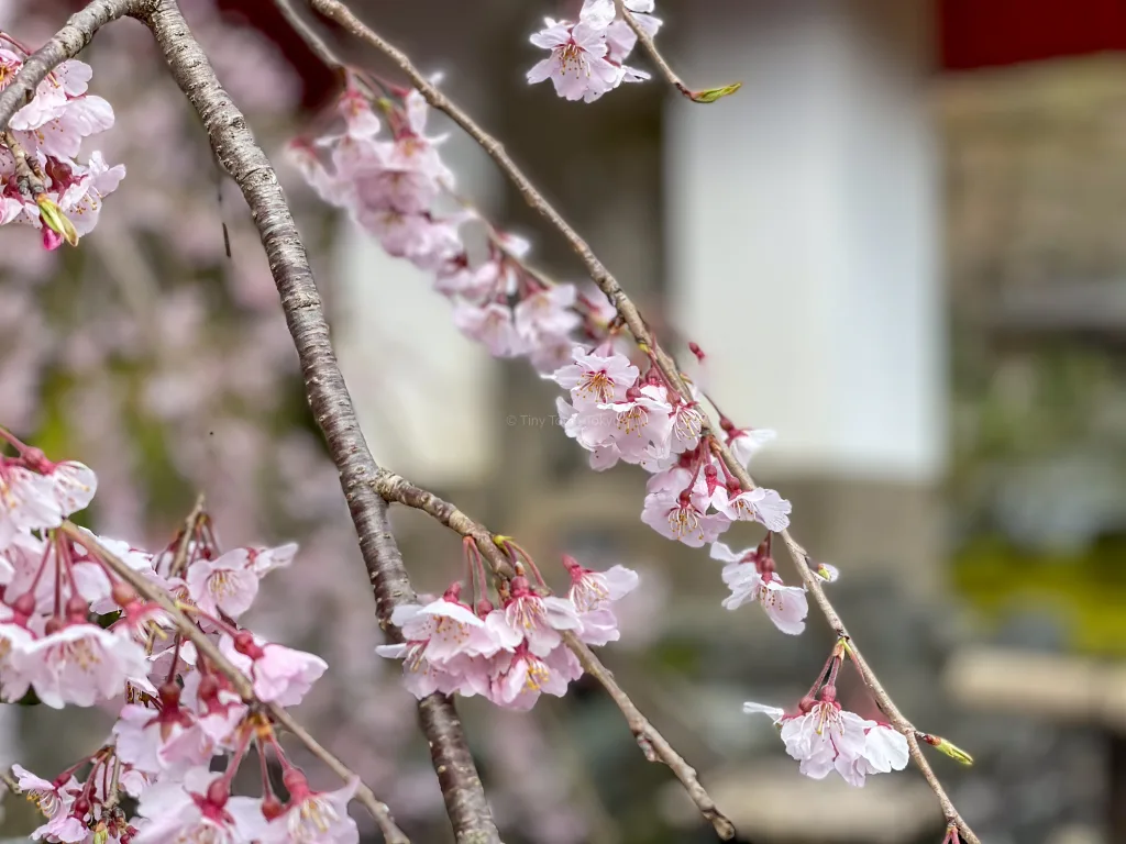 shidare cherry blossoms