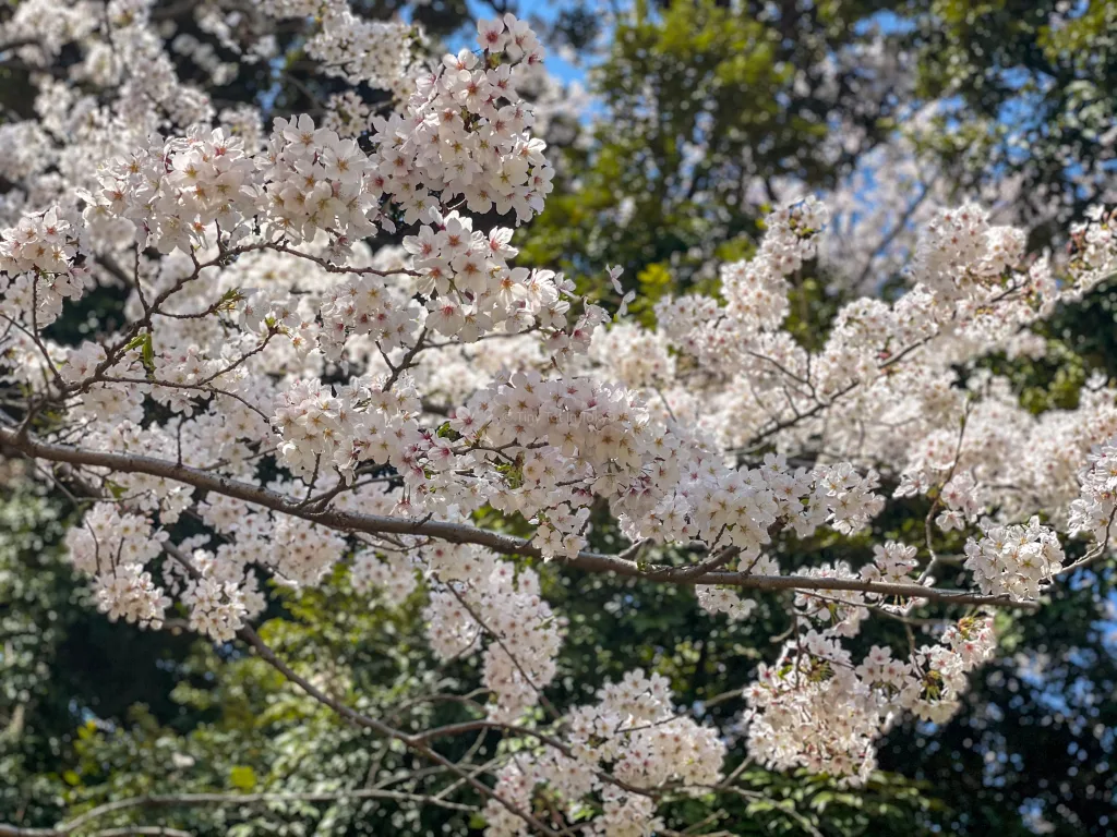 somei yoshino cherry blossoms