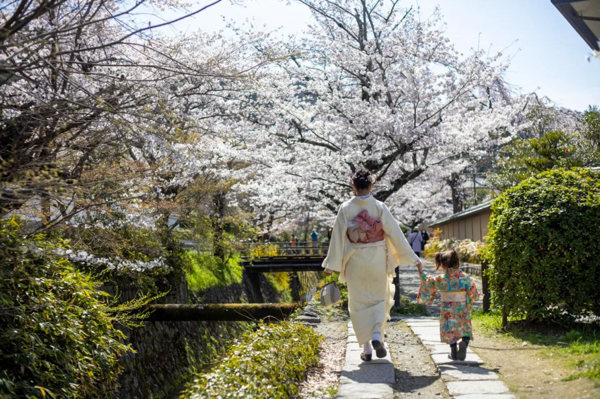 cherry blossoms in Kyoto Japan with kids