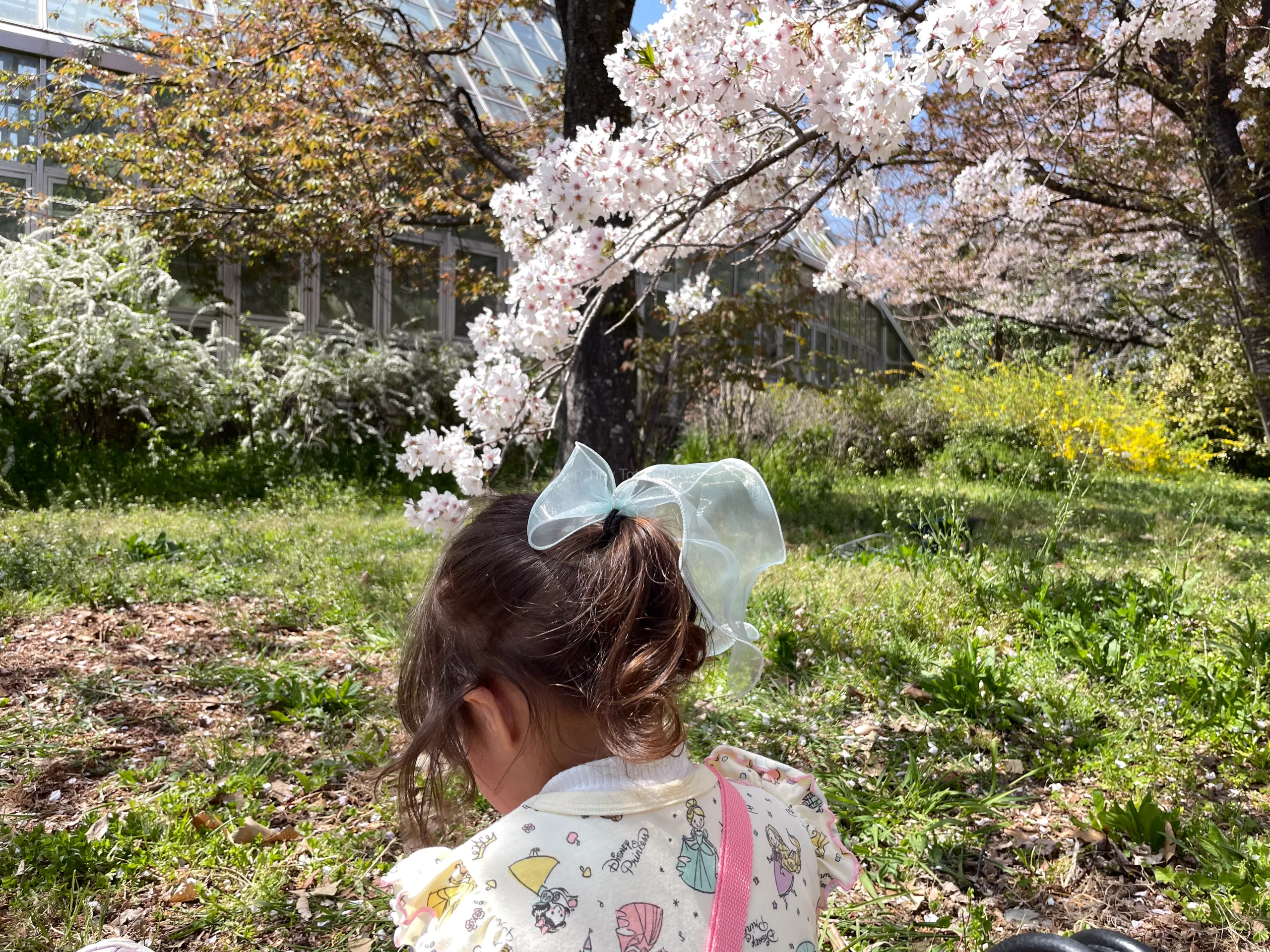 Girl sitting near cherry blossoms in Kyoto