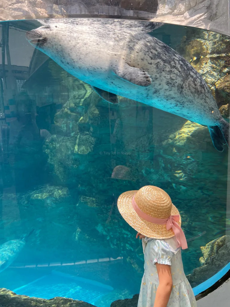 Girl looking at a seal at Kyoto Aquarium