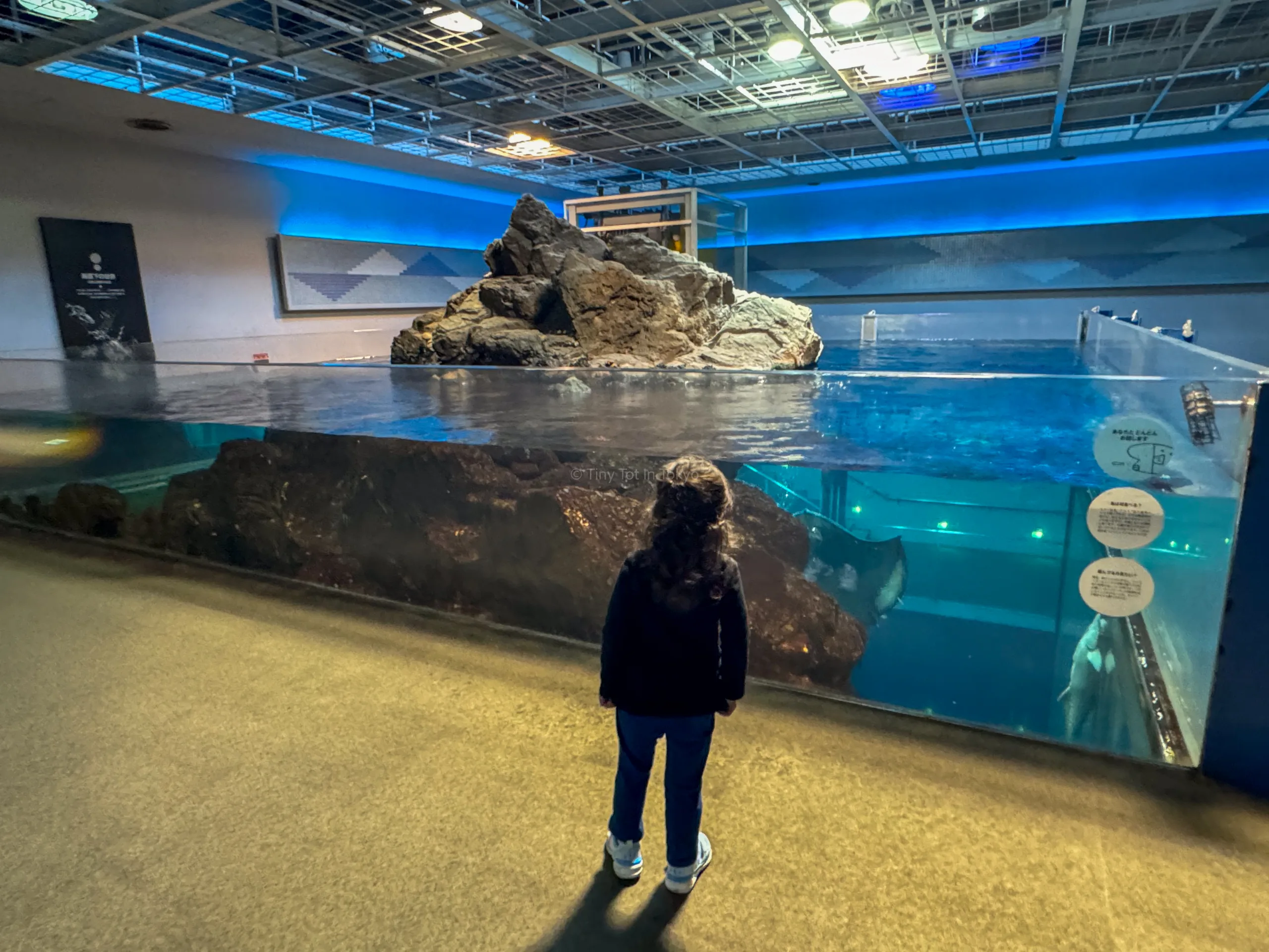 Girl looking at marine creatures at Kinosaki Marine World