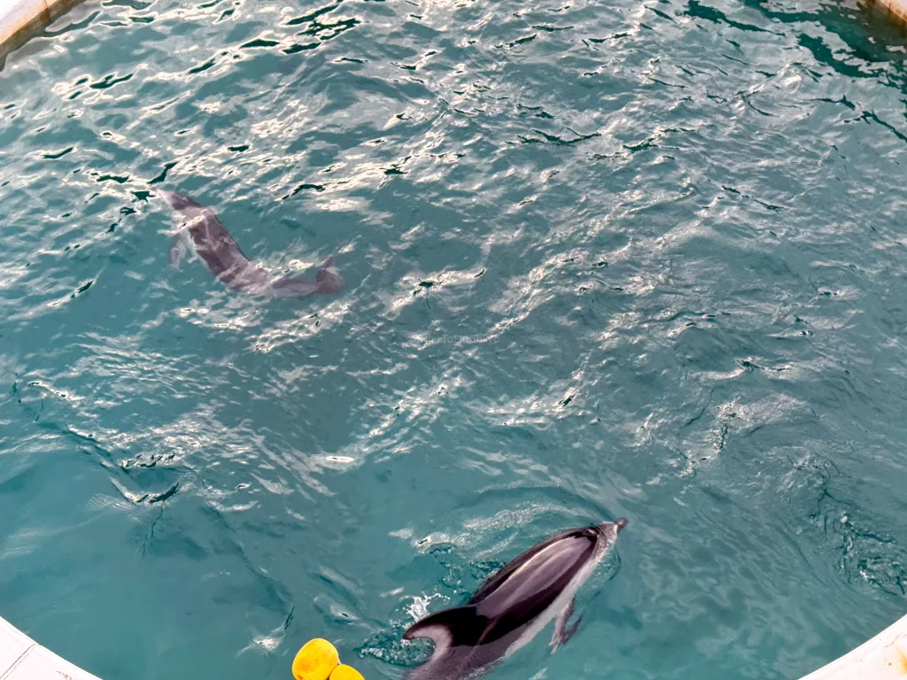 Mother and baby dolphin at Kinosaki Marine World