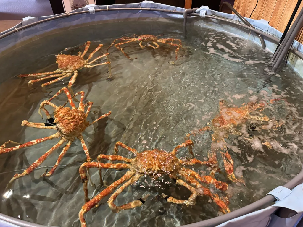 Crab touch pool in Wakayama Japan