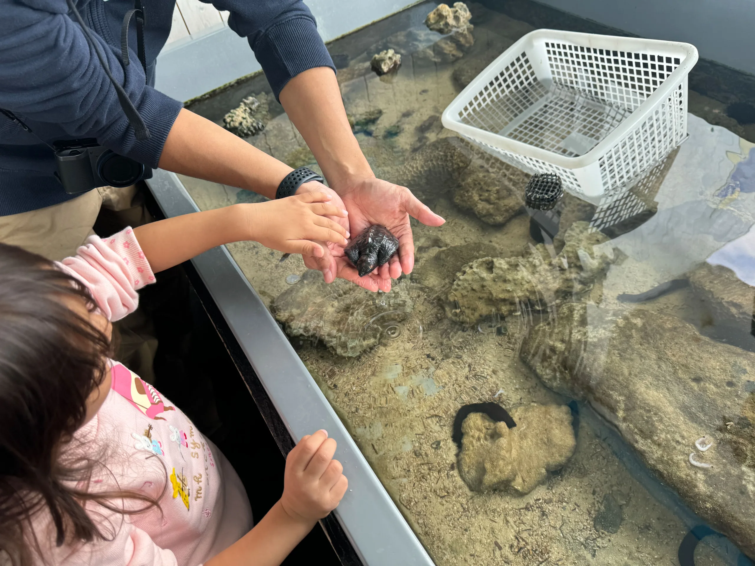 baby turtles at Kushimoto Marine Park in Japan