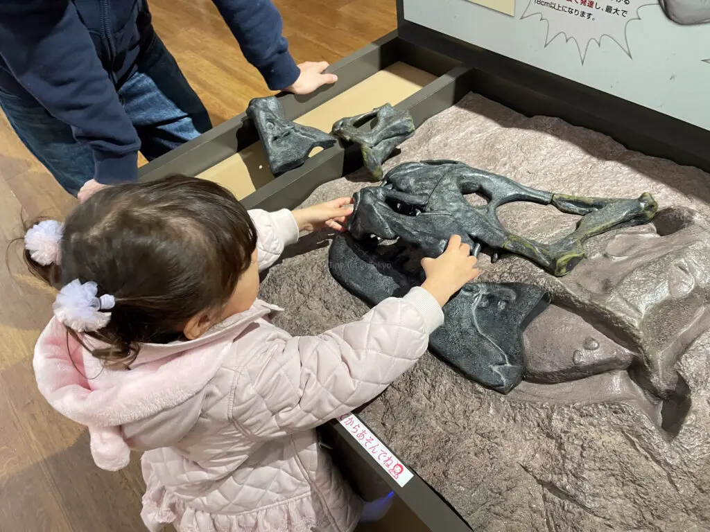 Tambatitanis fossil in Hyogo