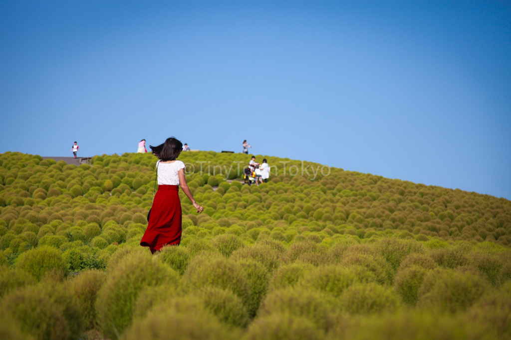 Hitachi Seaside Park 