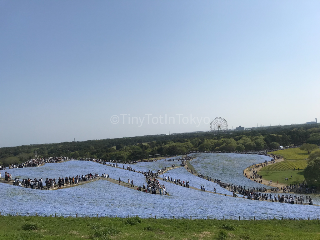 Hitachi Seaside Park