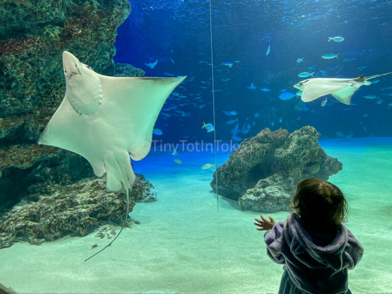 Girl looking at sting rays at an aquarium in Japan