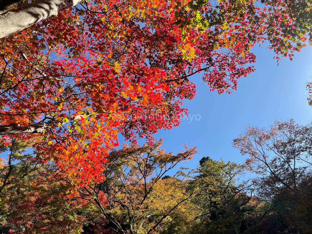 Minoh falls in autumn