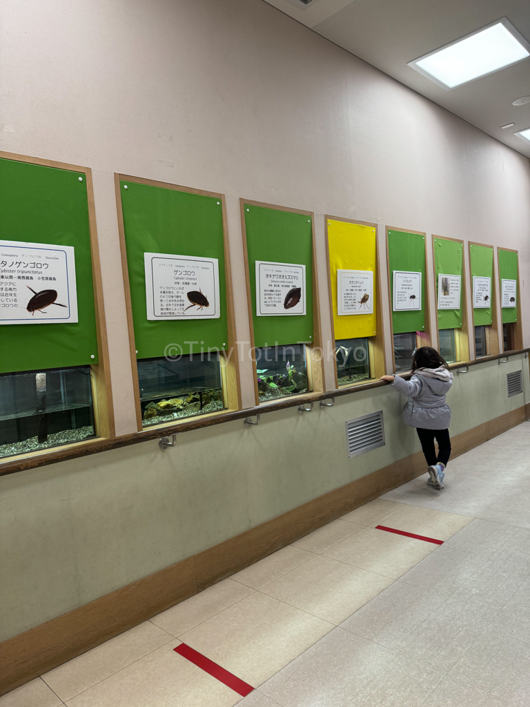 Minoh Insect Museum with Kids