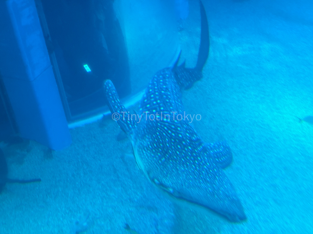 Osaka Kaiyukan Aquarium