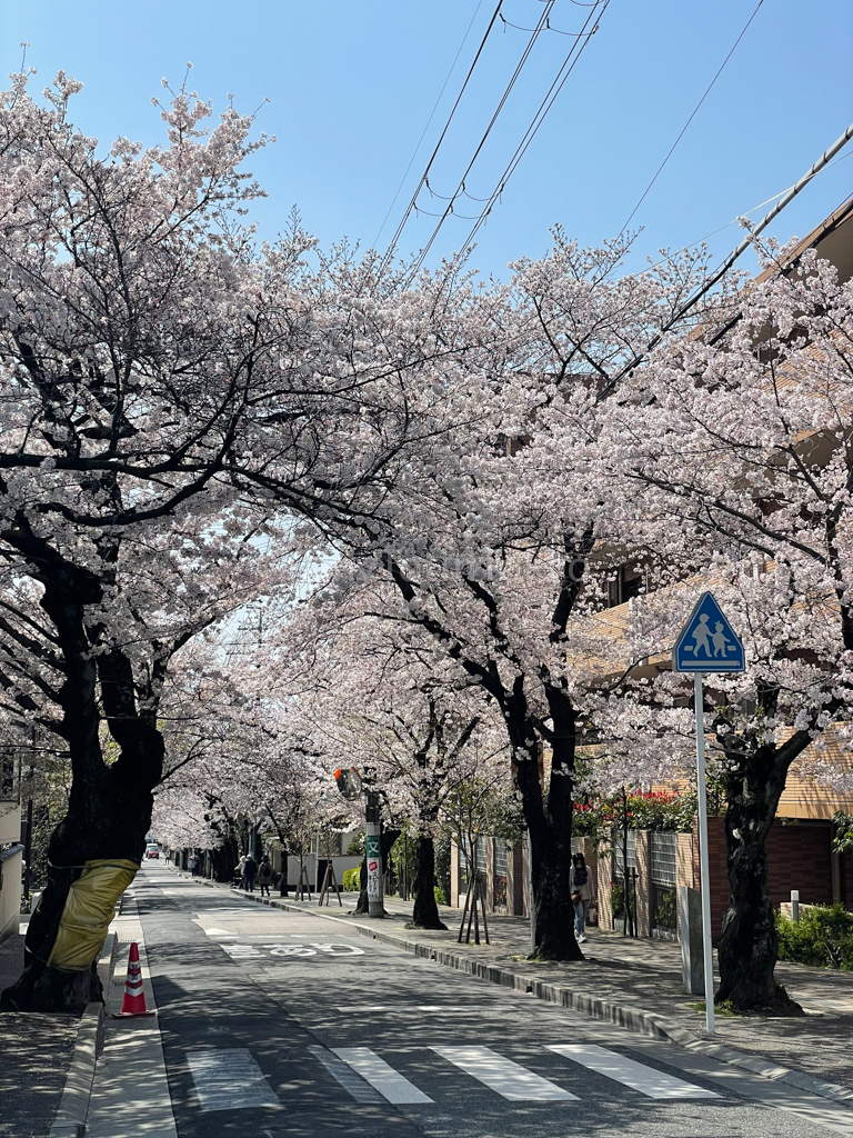 Sakura cherry blossom tunnel in Minoh Osaka