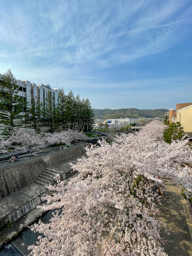 Sakura cherry blossom near Minoh-Kayano Station Osaka