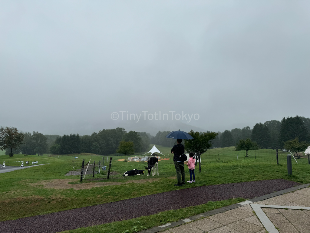 Calves at Hoshino Resort Tomamu in Hokkaido