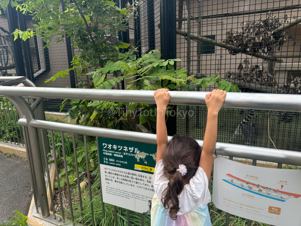 Lemur at Maruyama Zoo in sapporo