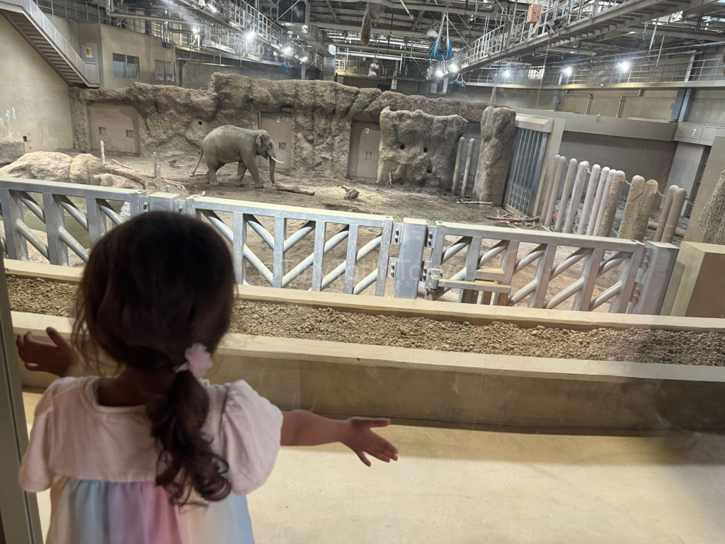 Elephant at Maruyama Zoo in sapporo