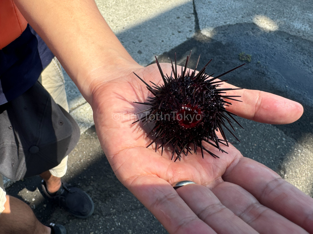 holding sea urchin in otaru hokkaido