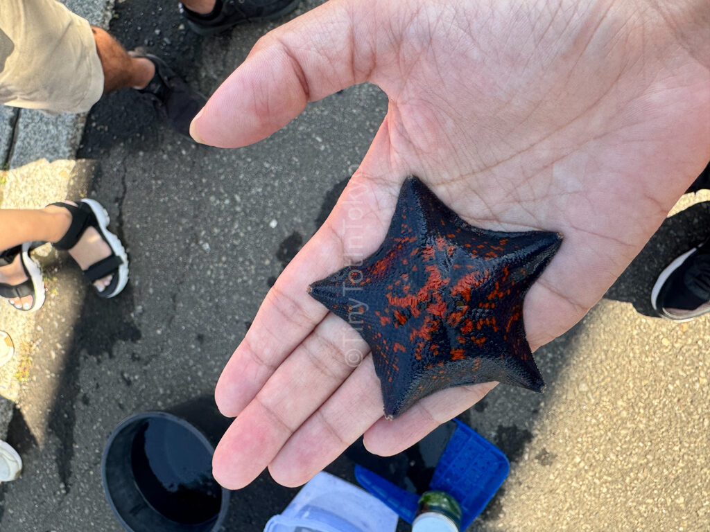 holding starfish in Otaru Hokkaido