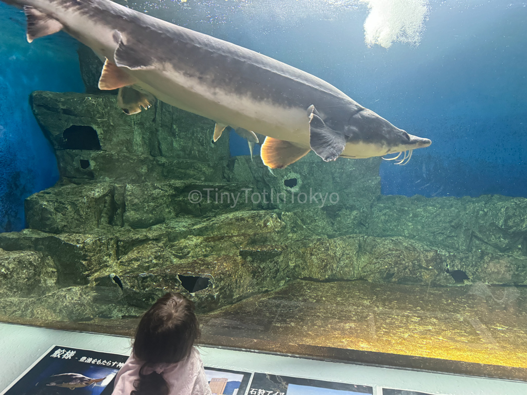 Sea creature at Otaru Aquarium in Hokkaido