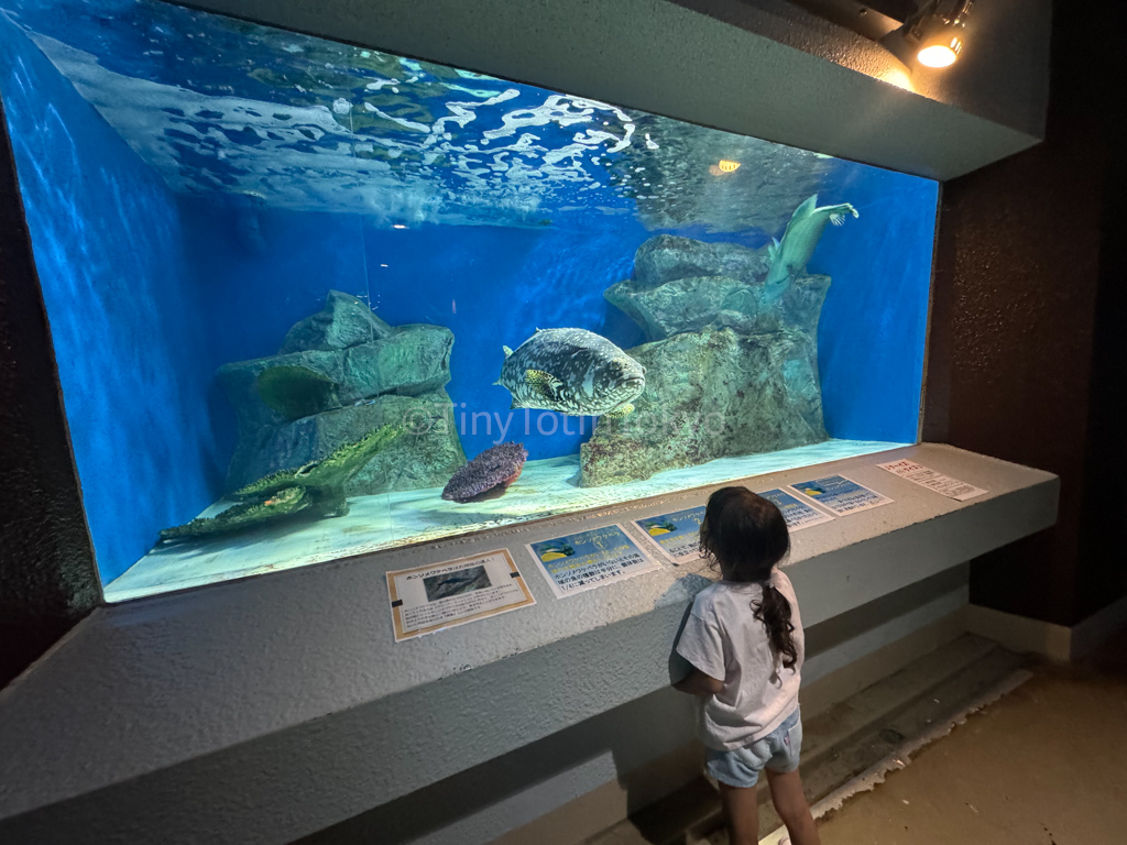 kid looking at sea animals at Otaru Aquarium in Hokkaido