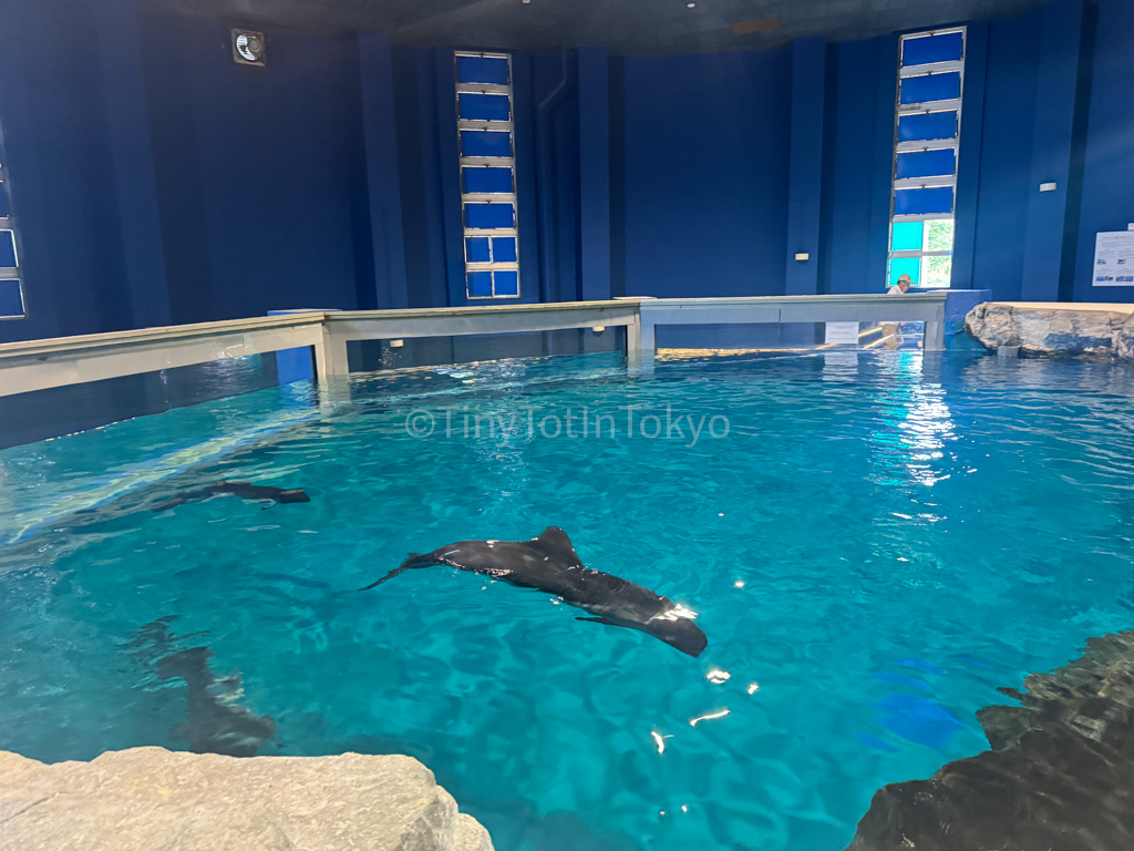 porpoises at Otaru Aquarium in Hokkaido