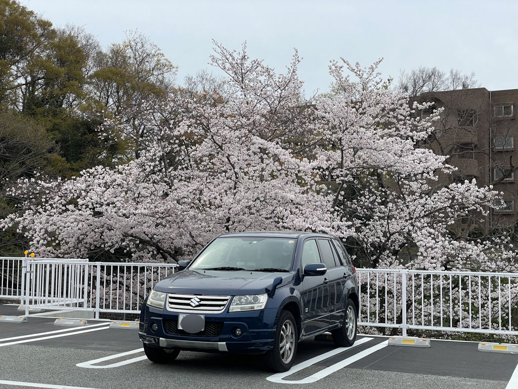 Car in Japan with cherry blossoms in background