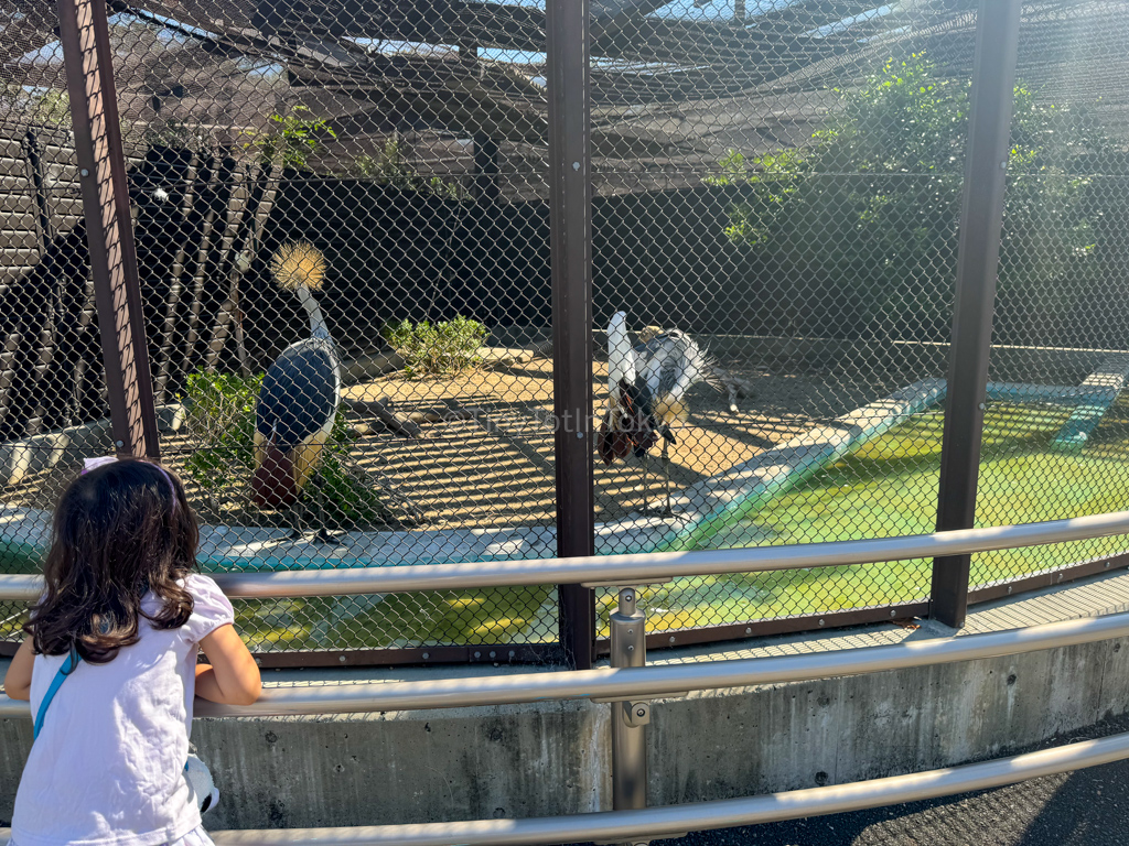 Child looking at birds at Tennoji Zoo in Osaka