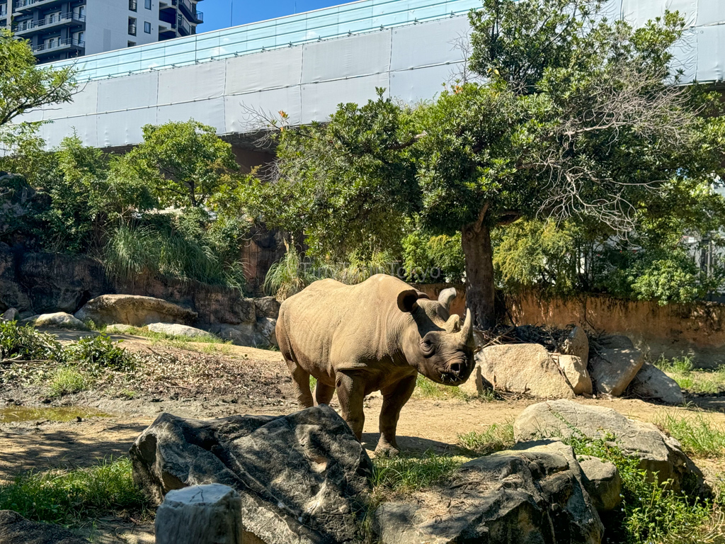 Rhino at Tennoji Zoo in Osaka