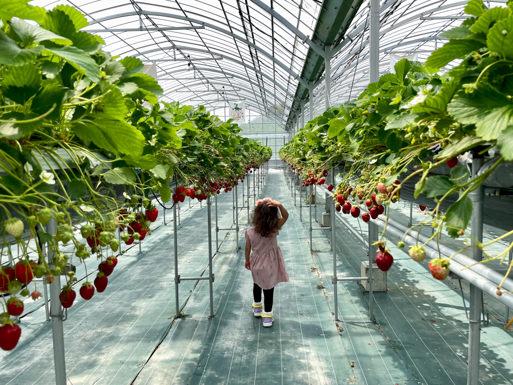 A Child Strawberry Picking in Japan