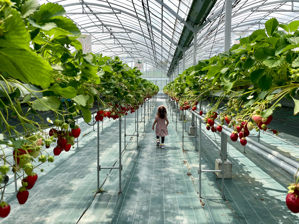 Strawberry Farm No 15 in Osaka