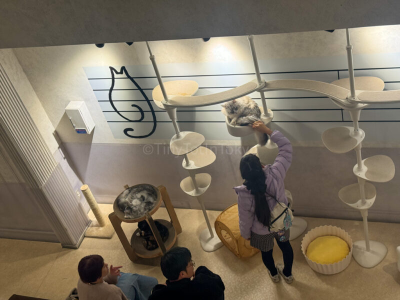 cats in sunshine city ikebukuro