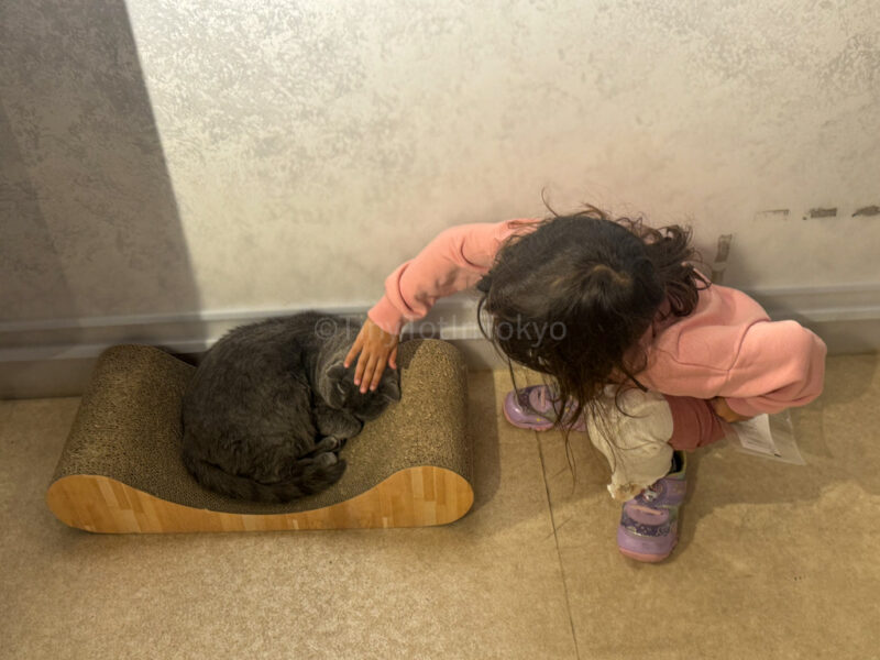 a child with a cat in sunshine city ikebukuro