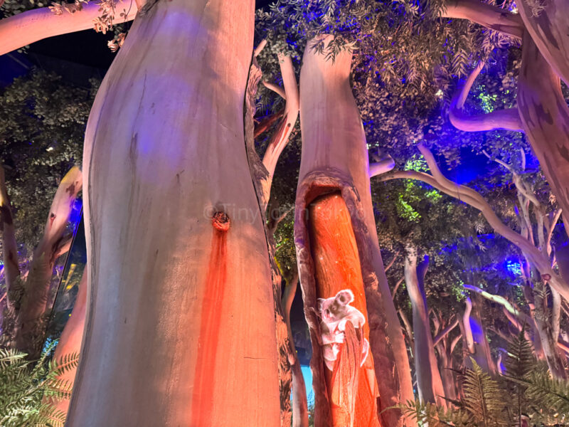 Inside Australia Pavilion at Osaka Expo 