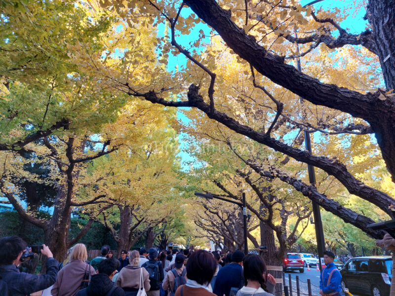 Meiji Jingu Gaien Gingko Avenue