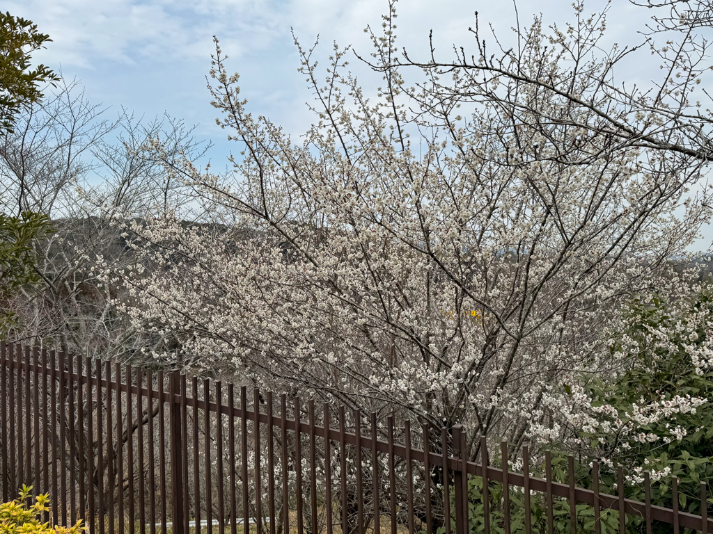 cherry blossoms at harmonyland