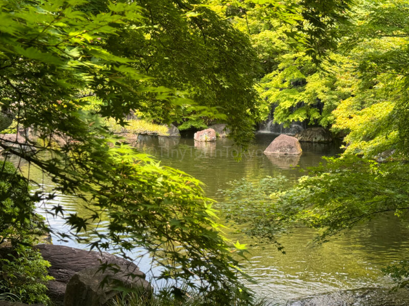 maple leaves over a pond at kokoen garden