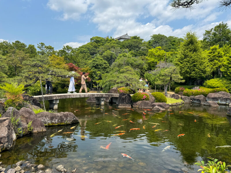 Carp and a bridge over a pond at kokoen garden