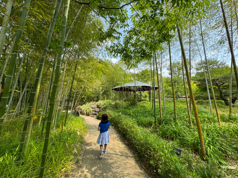 Bamboo forest at kokoen garden