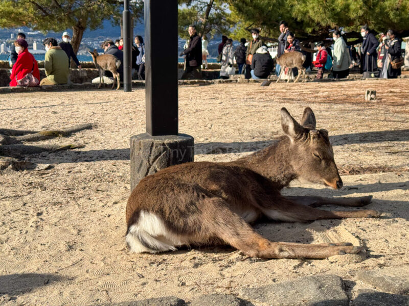 Deer at Miyajima