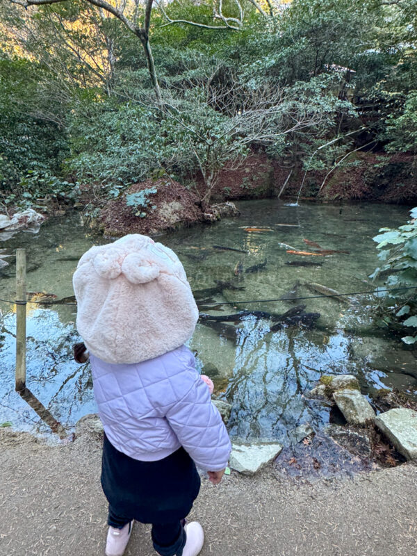 A child looking at carp fish in Miyajima